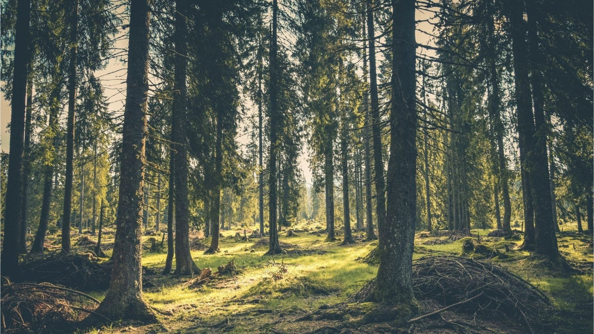 Earthing in the trees image
