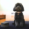 Earthing Elite Grounding Pet Bed Cover Kit - 3 sizes - Pet Bed Accessories - Earthing Revolution Ltd