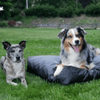 Earthing Elite Grounding Pet Bed Cover Kit - 3 sizes - Pet Bed Accessories - Earthing Revolution Ltd